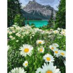 kamillamezo festes szamok szerint 2