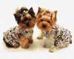 yorkie kutyusok festes szamok szerint paint by numbers 2