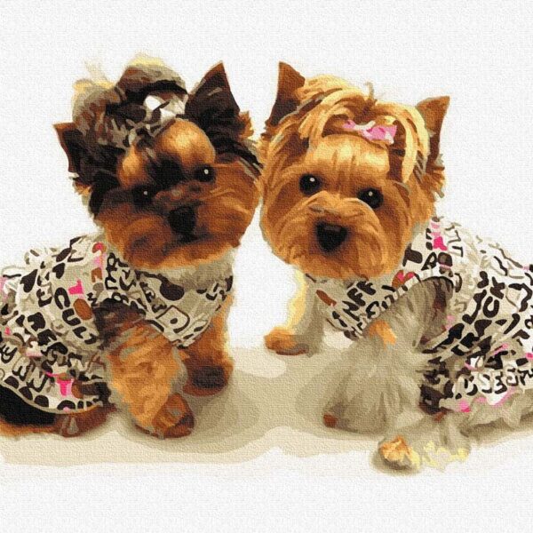 yorkie kutyusok festes szamok szerint paint by numbers 2