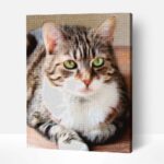 macska gyemantszemes kirako 1