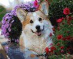 corgi kutya számfestő kerettel festés számok szerint (2)